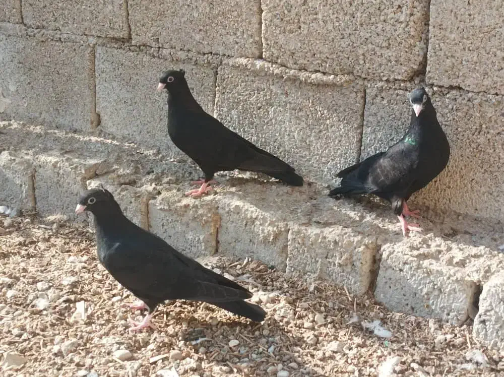 تعدادی کبوتر فروشی|پرنده|بندر گناوه, |دیوار