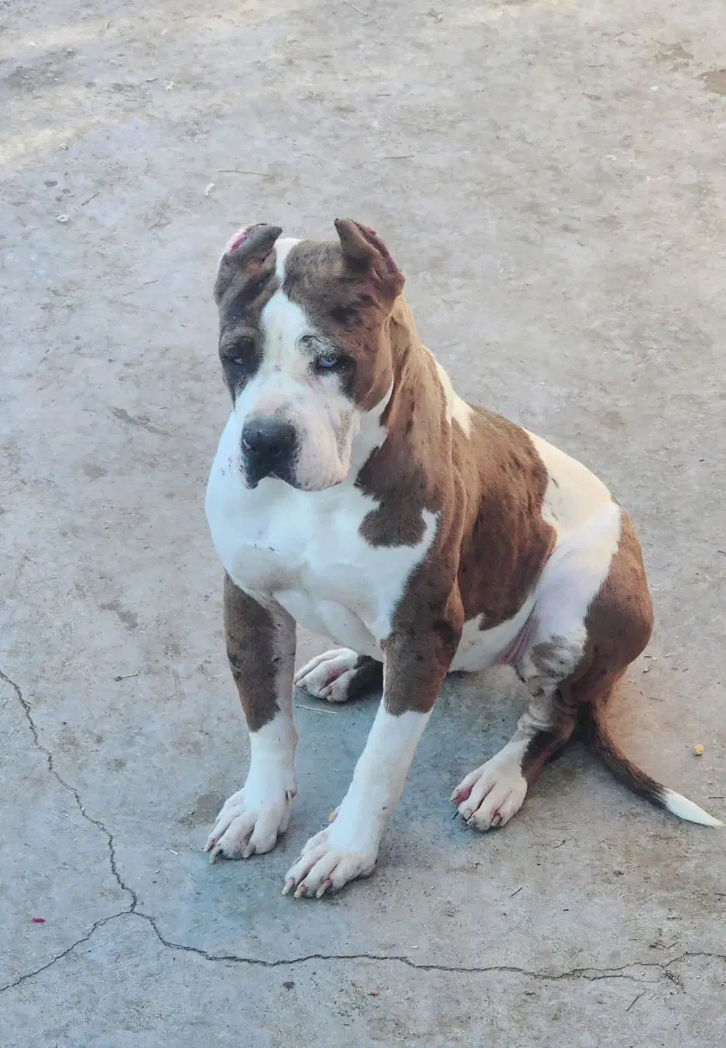 بولی ایکس لاج|سگ|تهران, شهرک امید|دیوار