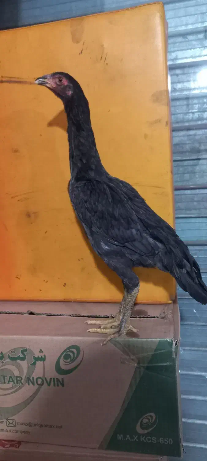 جوجه لاری|حیوانات مزرعه|مشکیندشت, |دیوار