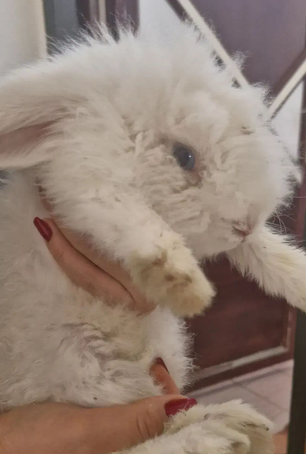 فروش خرگوش لُپ|موش و خرگوش|شوش, |دیوار