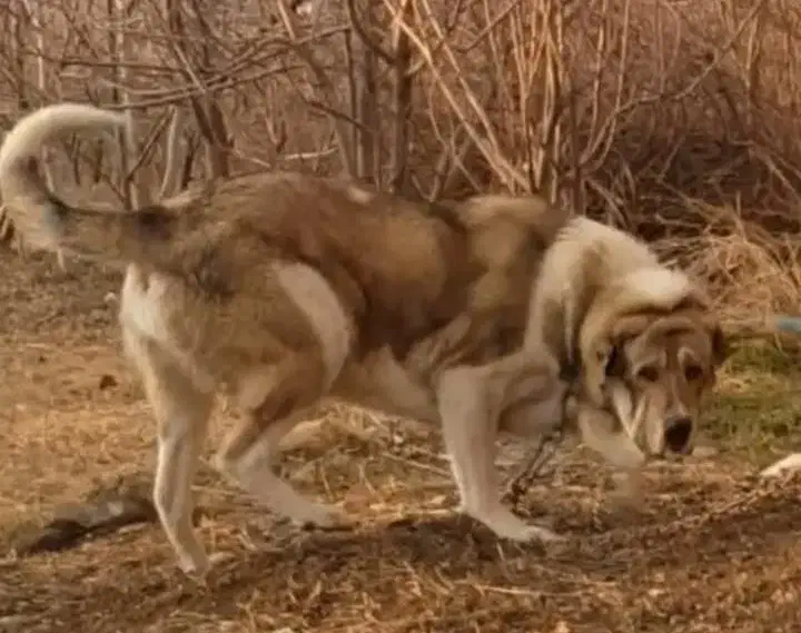 سگ پژدر|سگ|سنندج, |دیوار