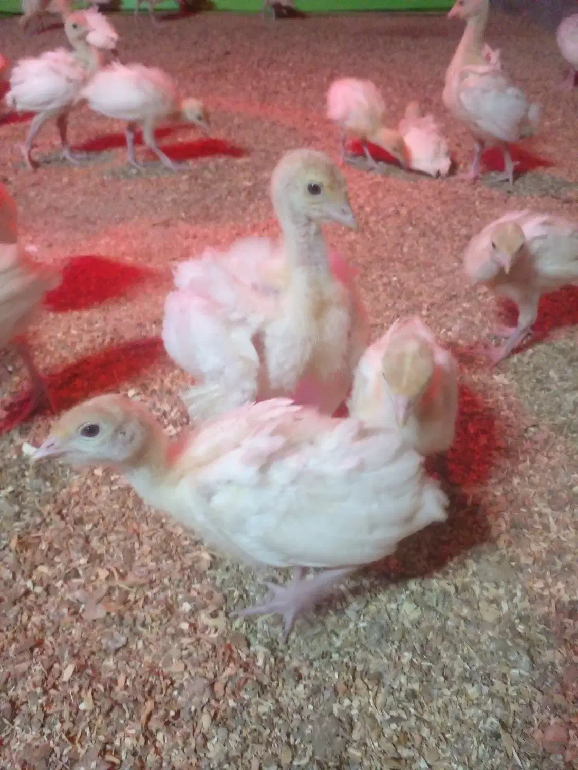 جوجه بیوتی|حیوانات مزرعه|اقبالیه, |دیوار