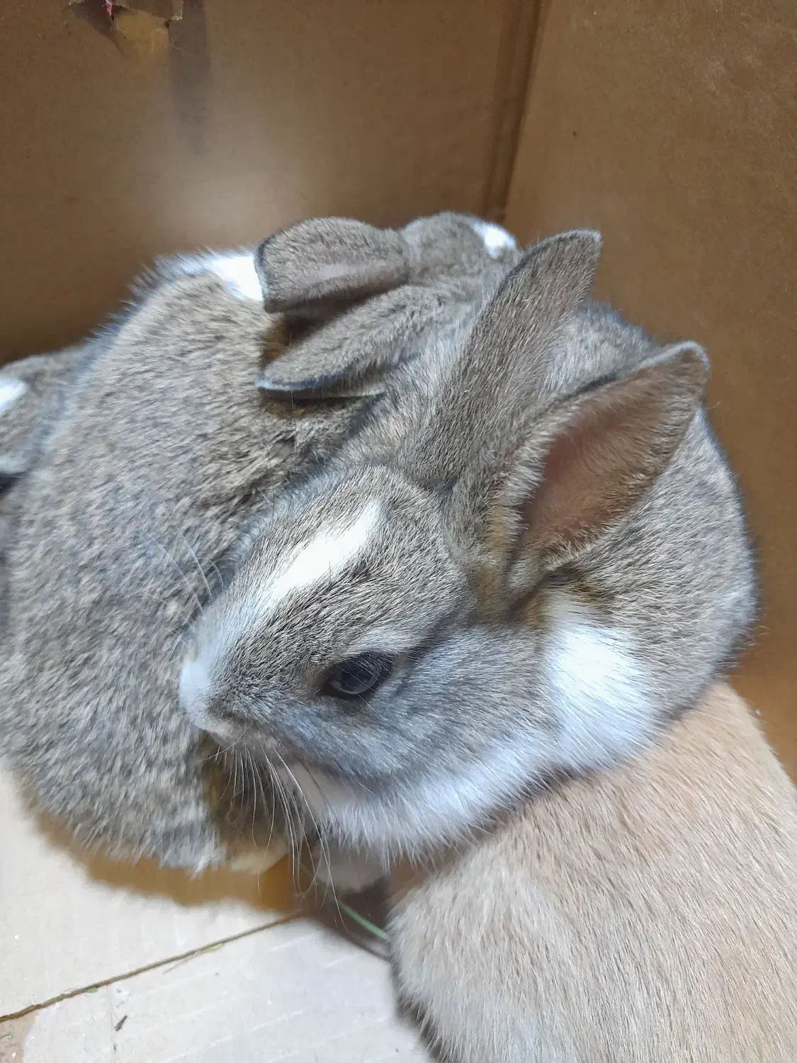 خرگوش|موش و خرگوش|مریوان, |دیوار