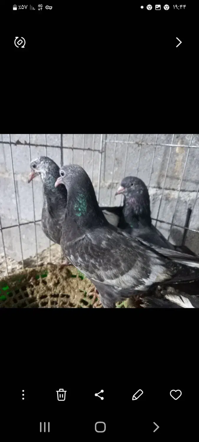 جفتی ۵۰۰|پرنده|بندرعباس, |دیوار