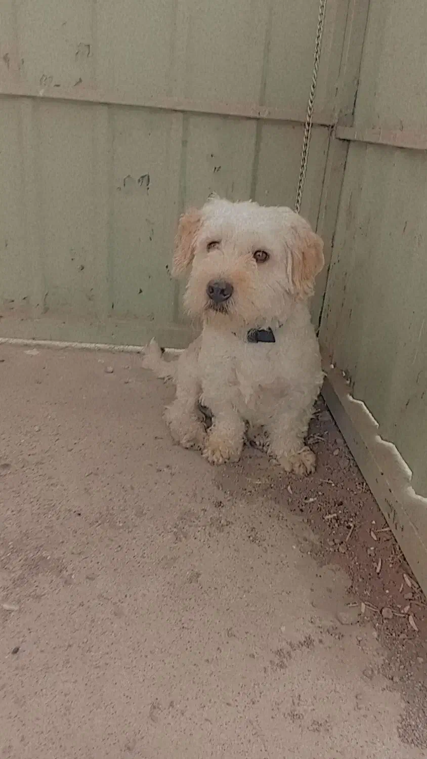 سگ شیتزو گم شده|سگ|قزوین, |دیوار