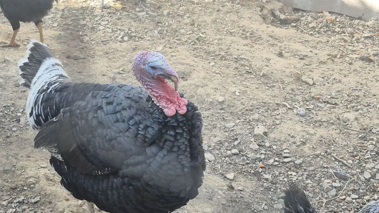 قوغاز اوکراینی و بوقلمون رسمی|حیوانات مزرعه|تهران, علم و صنعت|دیوار