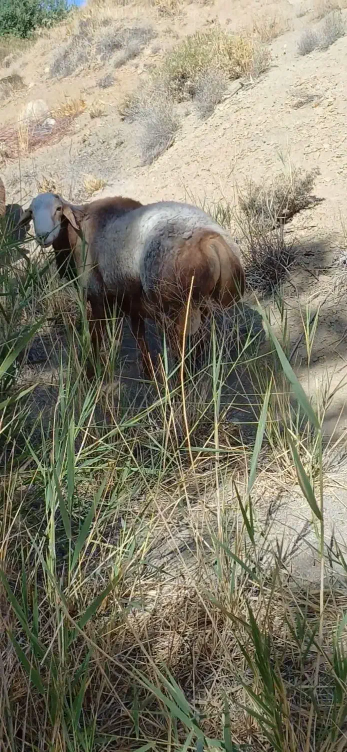 قوچ|حیوانات مزرعه|سده (فارس), |دیوار