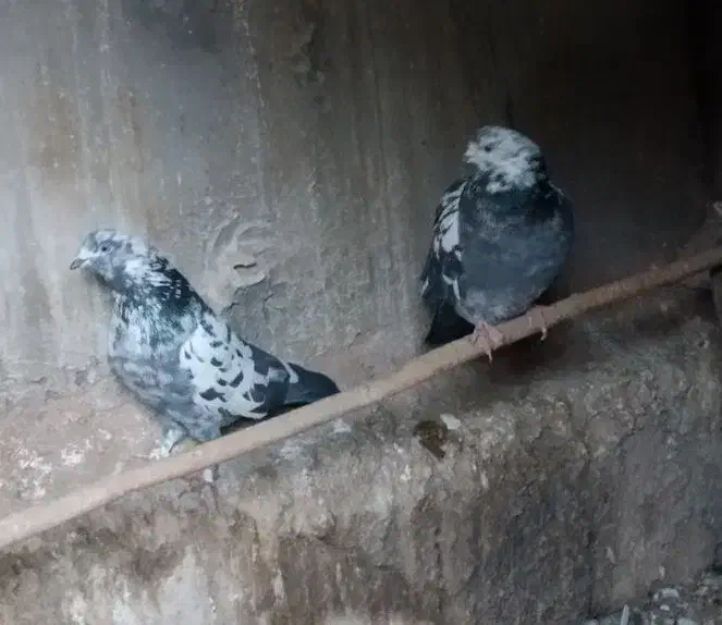 کبوتر پرشی|پرنده|سیرجان, |دیوار