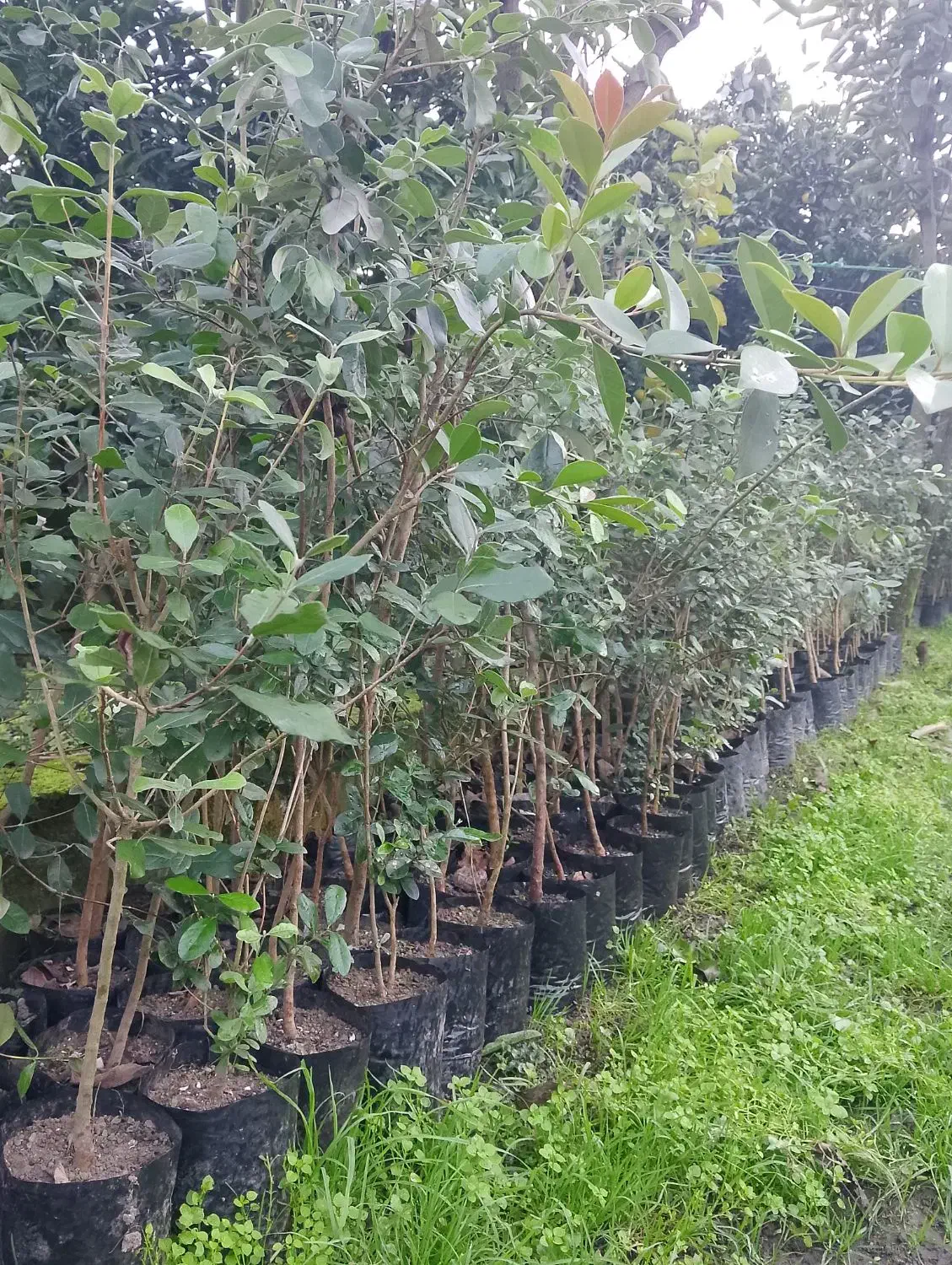 نهال فوجیوا و گواوایی موجود است|حراج|تالش, هشتپر|دیوار