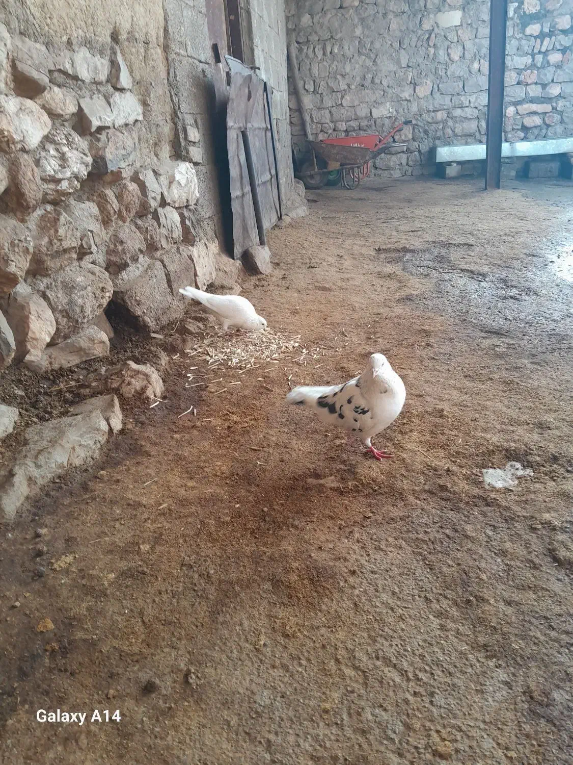 دو عدد کبوتر|پرنده|روانسر, |دیوار