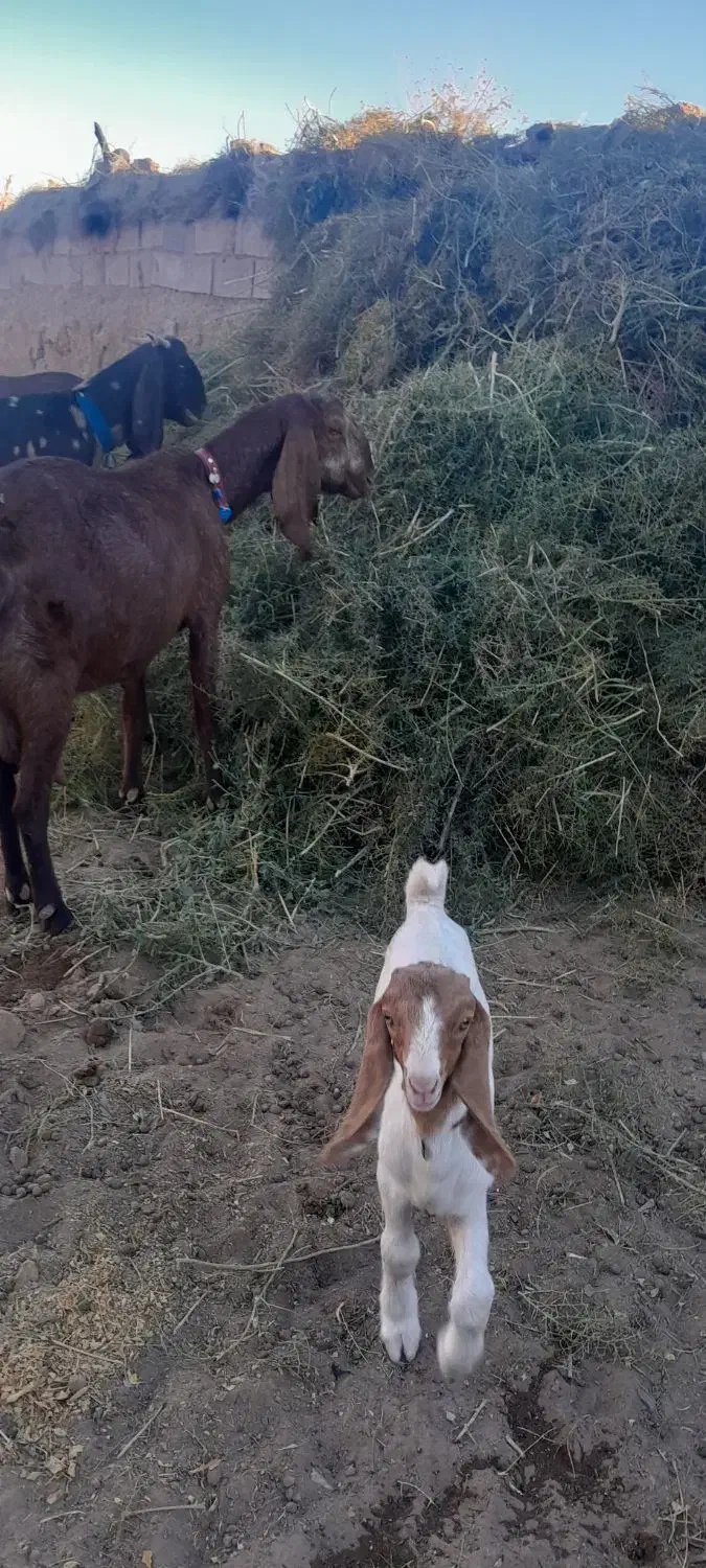 4عدد بز جوان پاکستانی|حیوانات مزرعه|تربتحیدریه, ابوذر|دیوار