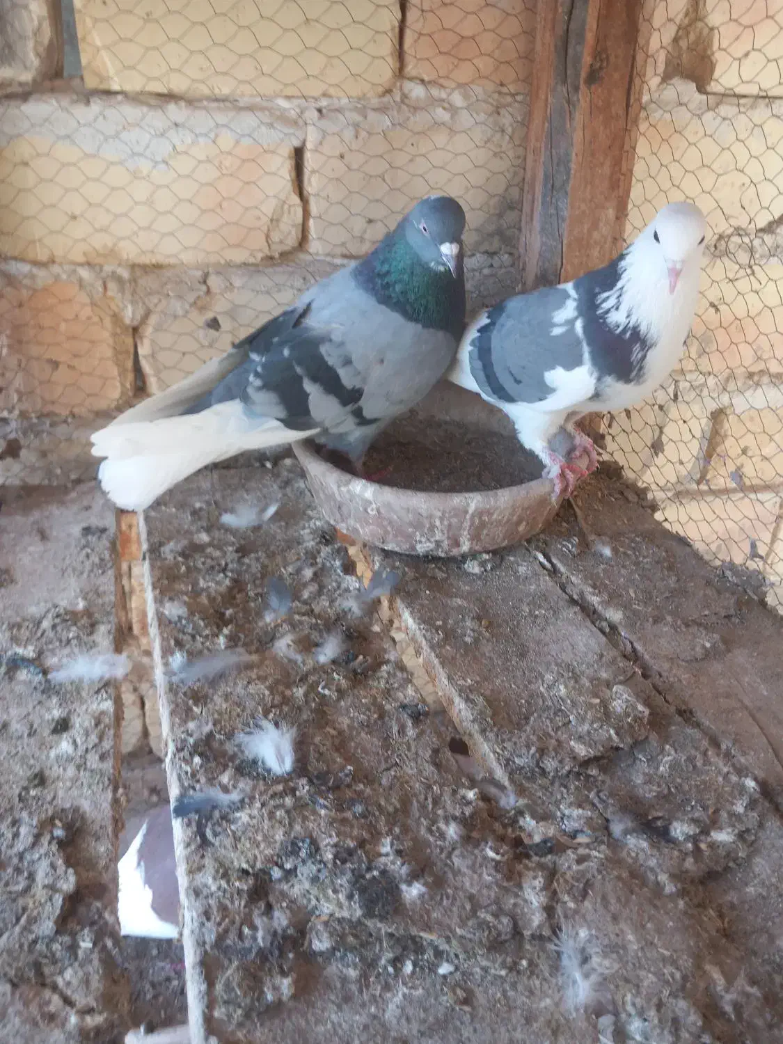 کبوتر|پرنده|آران و بیدگل, |دیوار