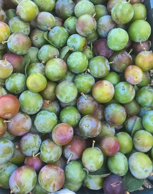 آلو|خوردنی و آشامیدنی|تبریز, |دیوار