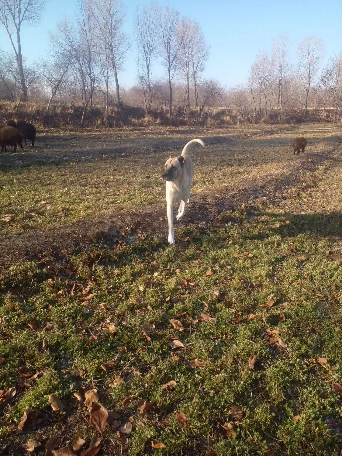 سگ سرابی|سگ|مرند, |دیوار