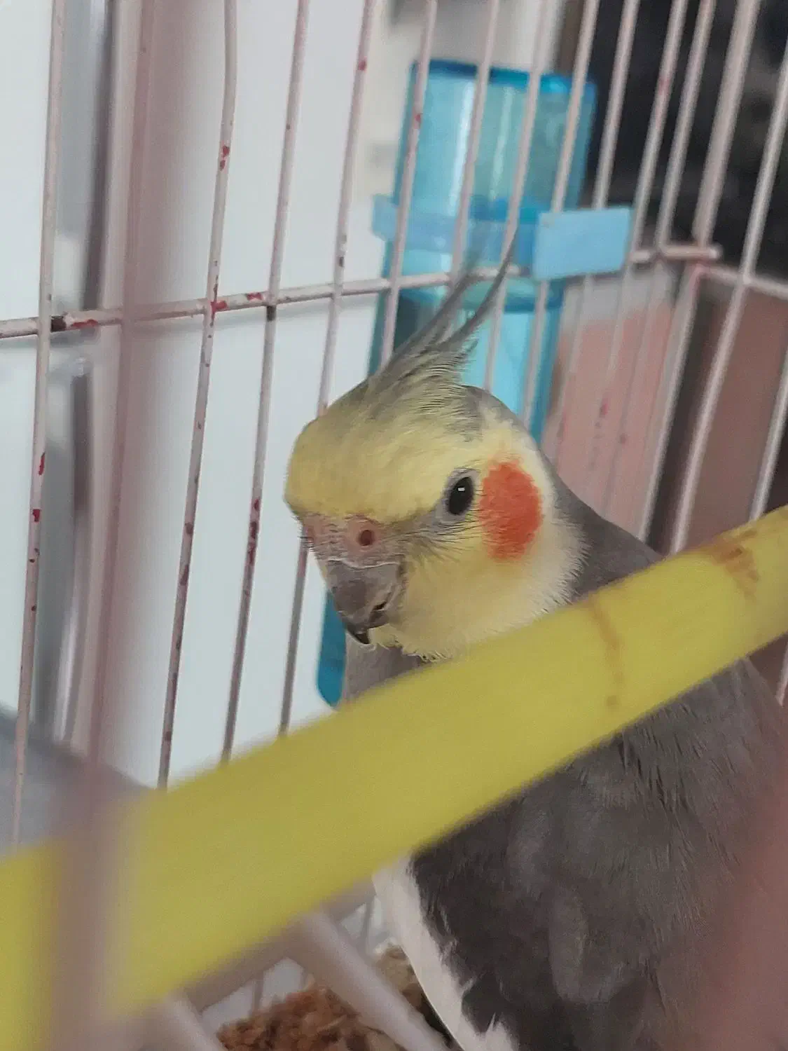 مژدگانی ۲ میلیون تومانی|حیوانات|فسا, |دیوار