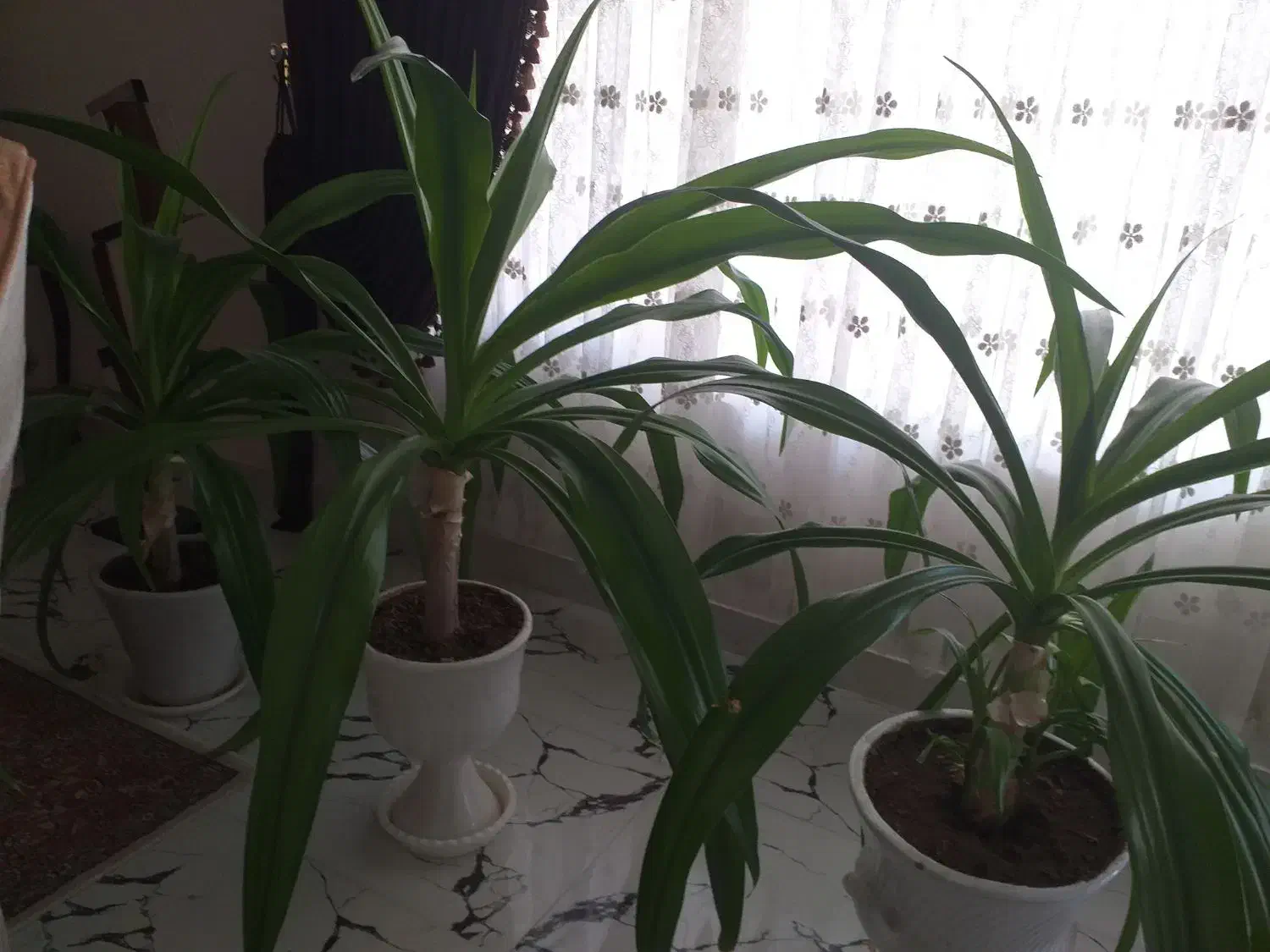 سلام گلها زیبا وقشنگ یک عدد ۹صد هزارتمان گلدنهای|گل و گیاه طبیعی|بروجرد, |دیوار