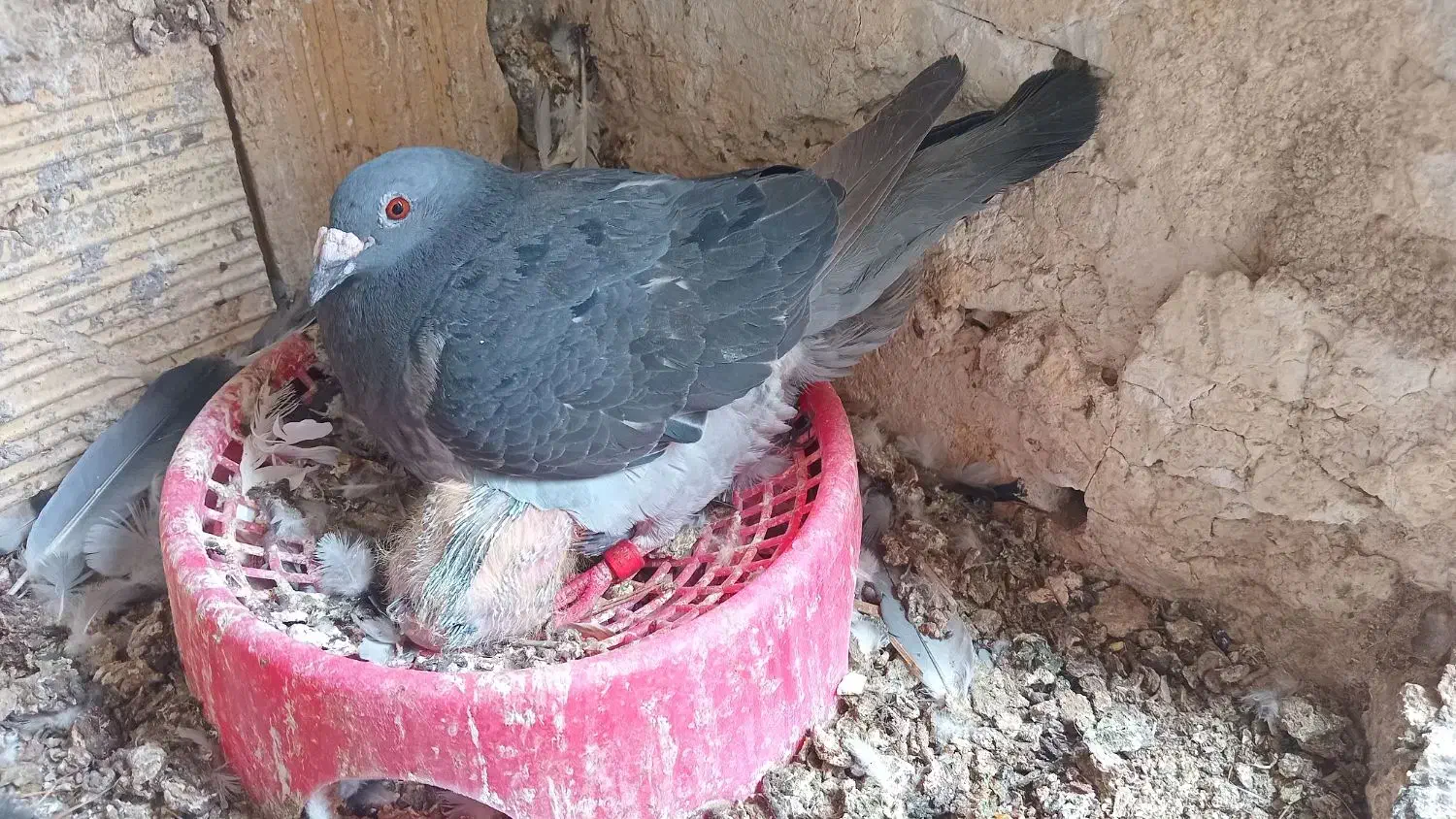 کبوتر مسافتی|پرنده|فهرج, |دیوار