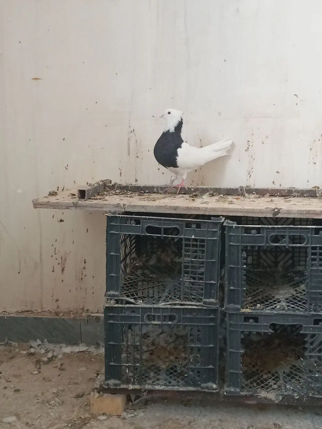 جفت طوقی|پرنده|بهبهان, |دیوار