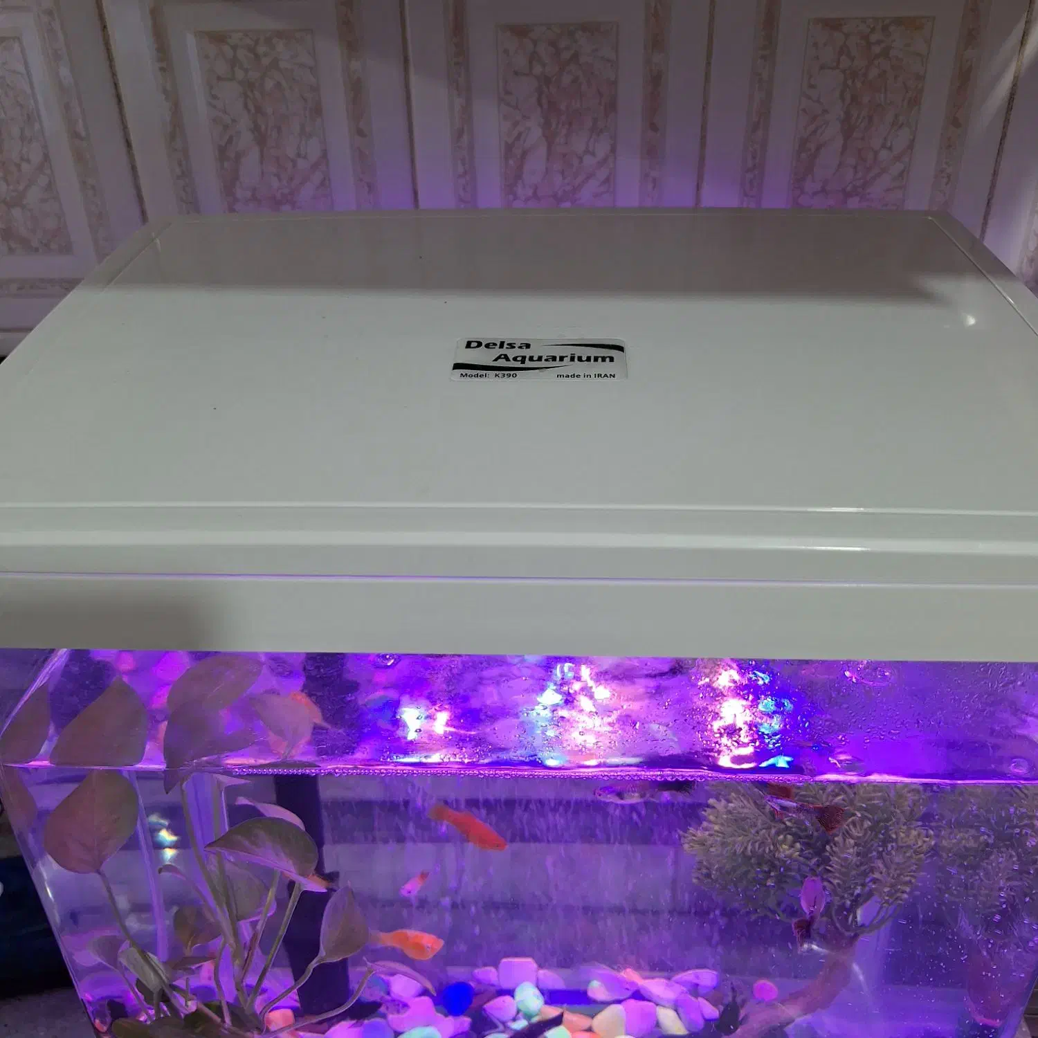 اکواریم با ماهی|ماهی|اصفهان, عمان سامانی|دیوار