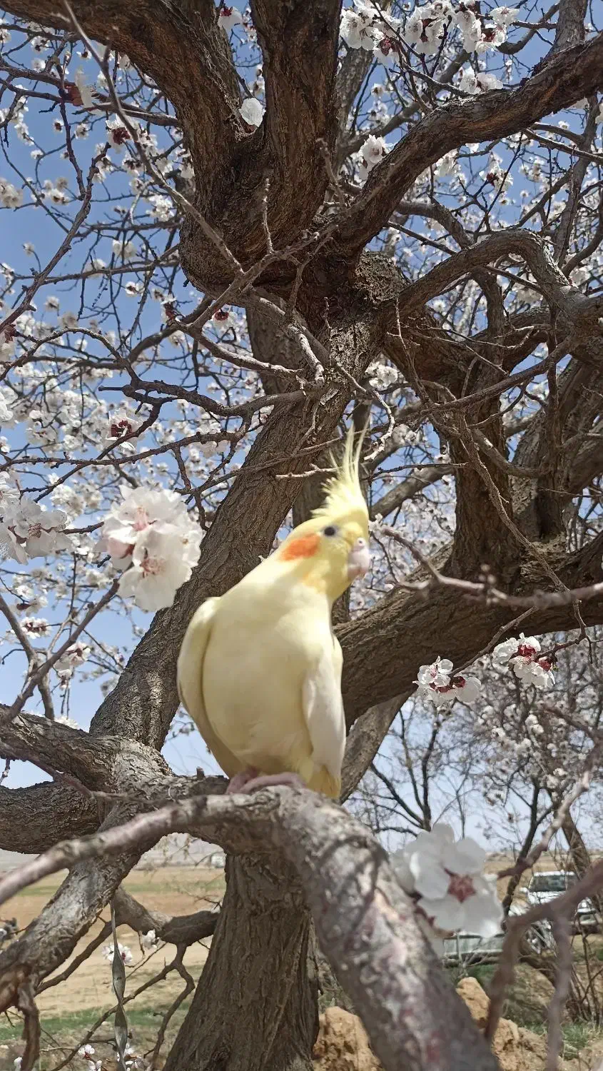 عروس هلندی مولد در کمیجان|پرنده|کمیجان, |دیوار
