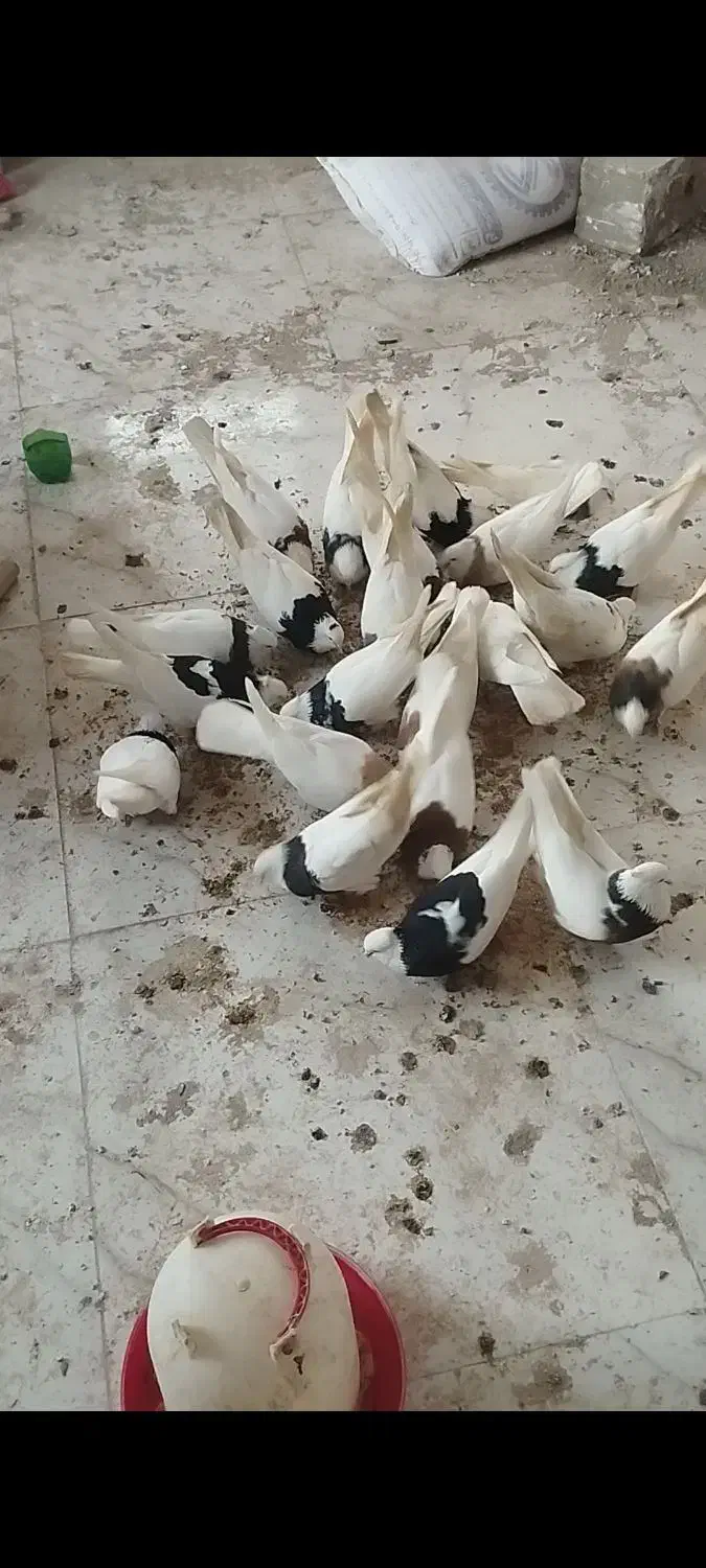 کبوتر|پرنده|گرمه, |دیوار