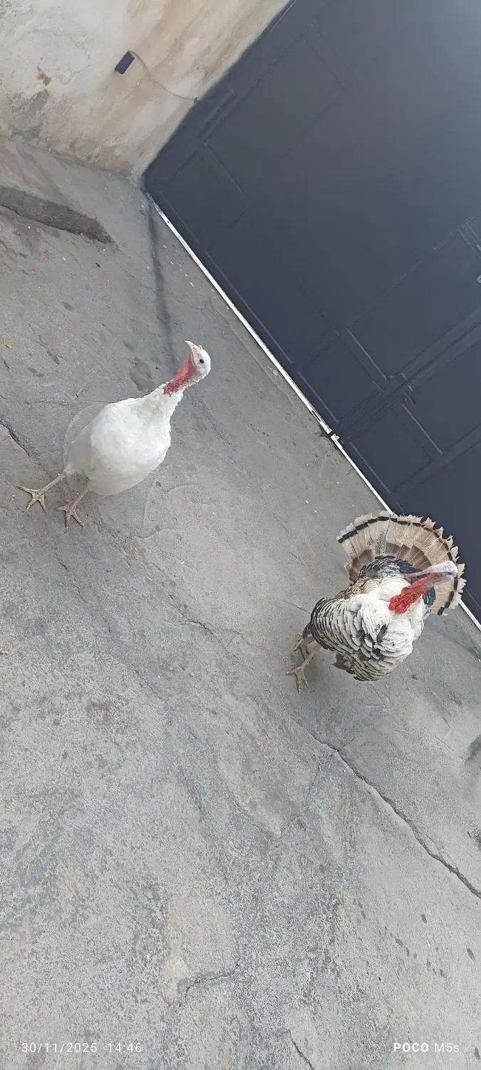 بوقلمون نر و ماده|حیوانات مزرعه|دزفول, |دیوار