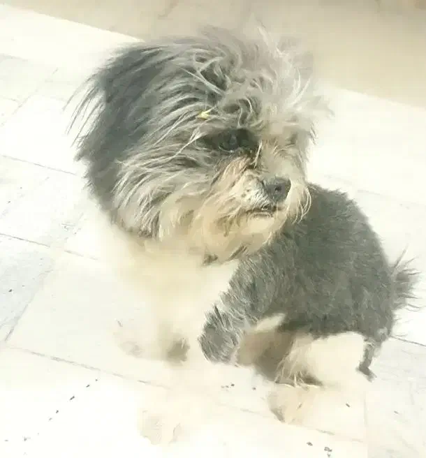 حیوان خانگی|سگ|شاهینشهر, شهرک سایت|دیوار