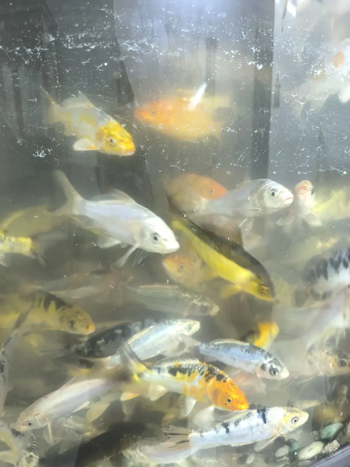 ماهی کوی|ماهی|شریفآباد, |دیوار