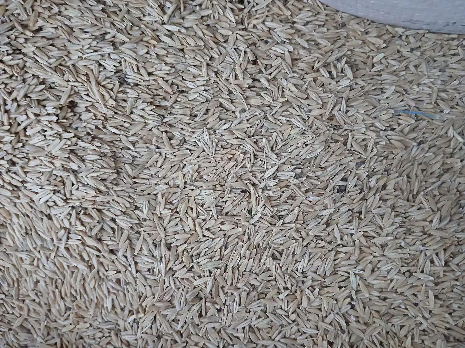 جو محلی|عمده‌فروشی|کوهنانی, |دیوار