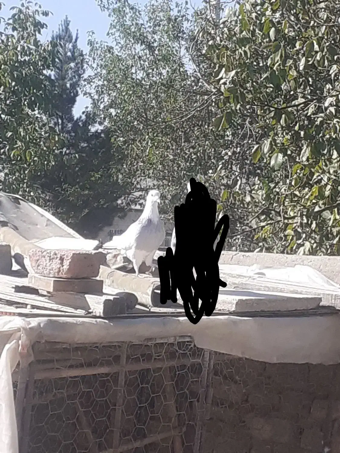 کبوتر گمشده|حیوانات|همدان, |دیوار