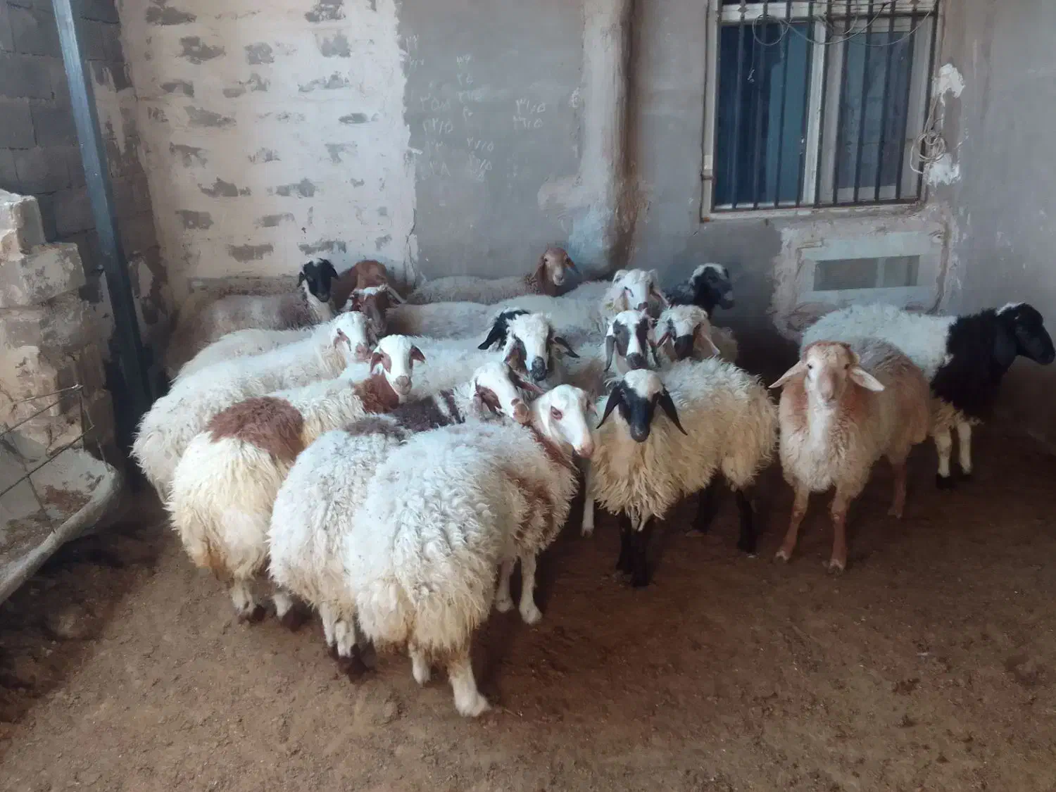 سلام بره سفید چاق|حیوانات مزرعه|سنگان, |دیوار