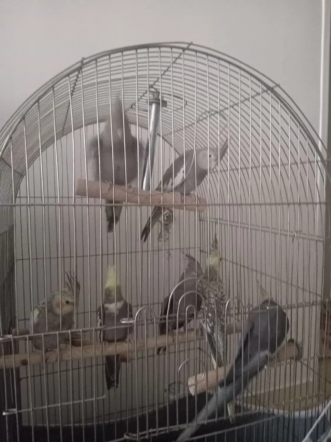 فروش عروس هلندی|پرنده|کرج, شهرک جهان آرا|دیوار