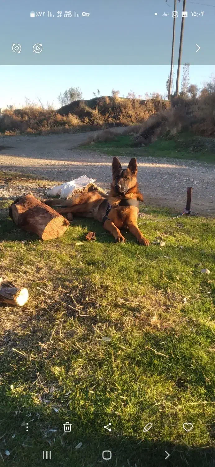 سگ ژرمن اصیل کلاسیک  ۱۱ماهه نر|سگ|کرمانشاه, |دیوار