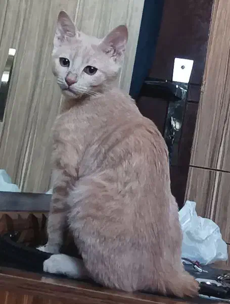 واگذاری شیرو|گربه|اصفهان, ارغوانیه|دیوار