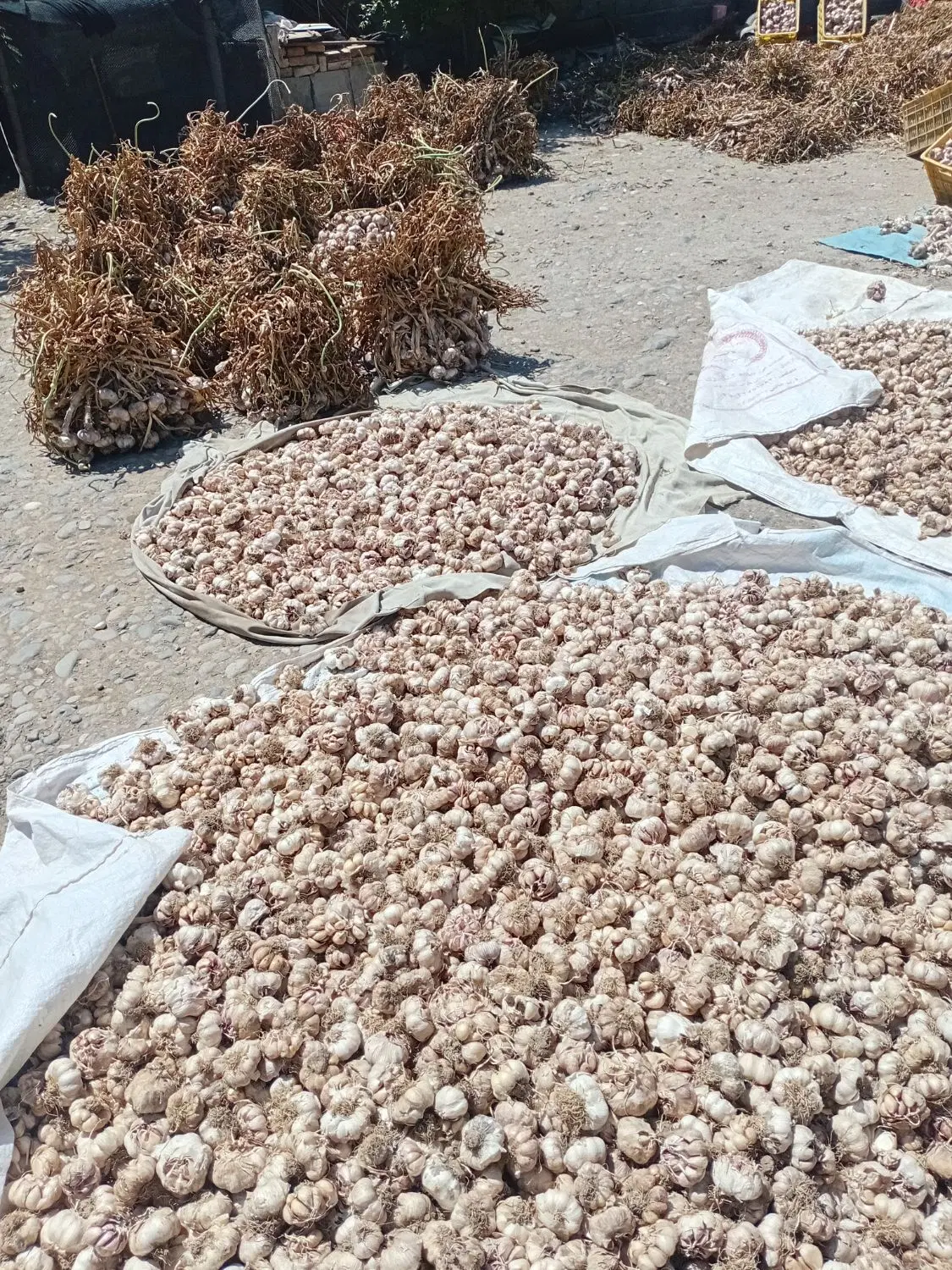 سیر خندان|خوردنی و آشامیدنی|پارس‌آباد, |دیوار