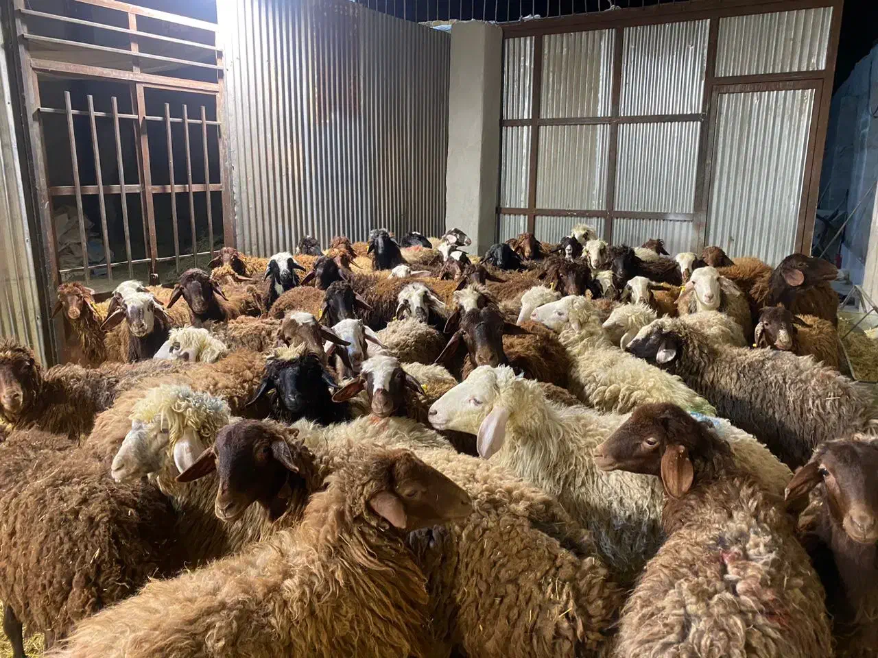 فروش بره افشار درجه یک|حیوانات مزرعه|اصفهان, جلوان|دیوار