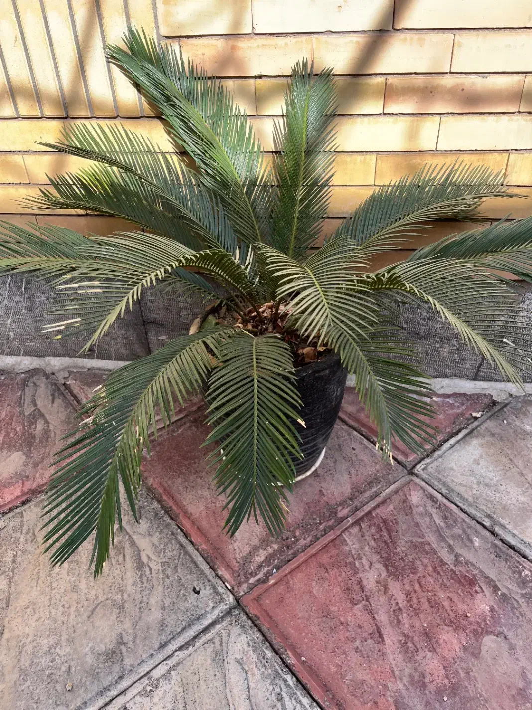 گل سیکاس|گل و گیاه طبیعی|نیشابور, دارایی|دیوار