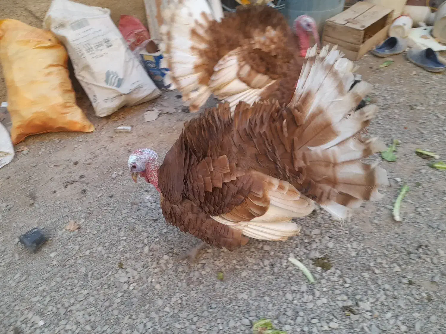 بوقلمون رسمی|حیوانات مزرعه|رباط‌کریم, الارد|دیوار