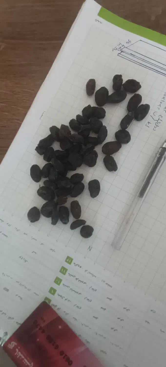 مویز ترکمن4 ممتاز،محصول باغات تاکستان،|عمدهفروشی|تاکستان, |دیوار