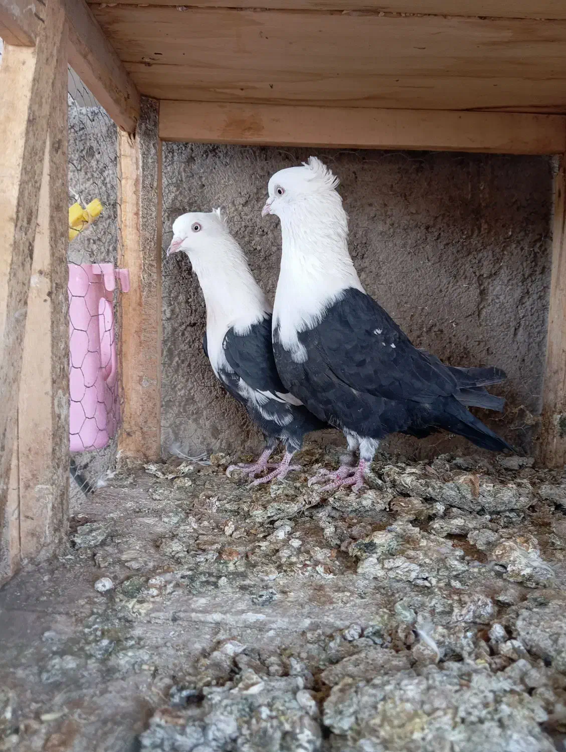 کله سفید کربلایی یکتی|پرنده|اهواز, کمپلو شمالی|دیوار