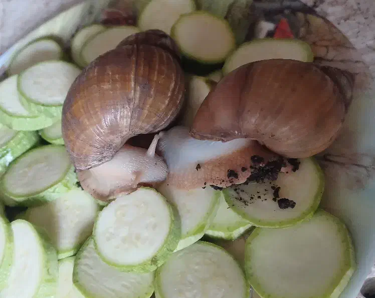 فروش حلزون آلبینو|خزنده|خوی, |دیوار