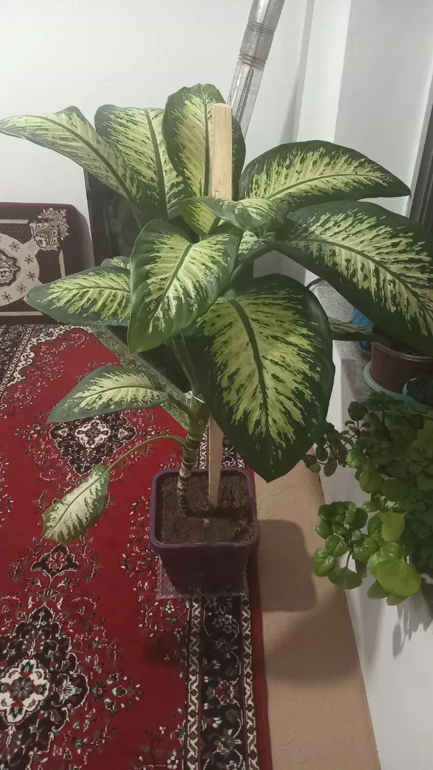 گل دیفن|گل و گیاه طبیعی|قروه, |دیوار