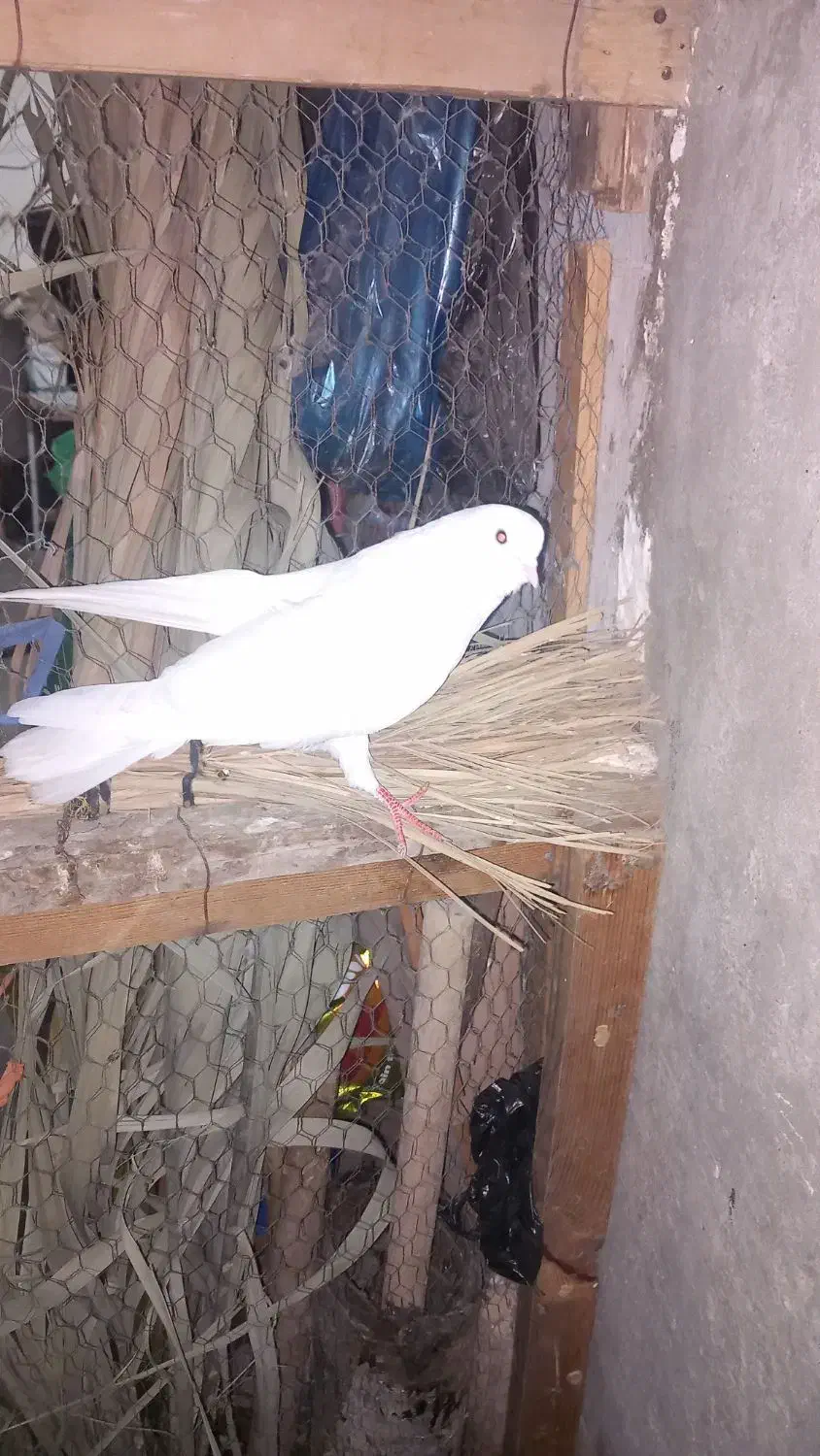 دونه ای ۴۰۰|پرنده|مسجد سلیمان, |دیوار