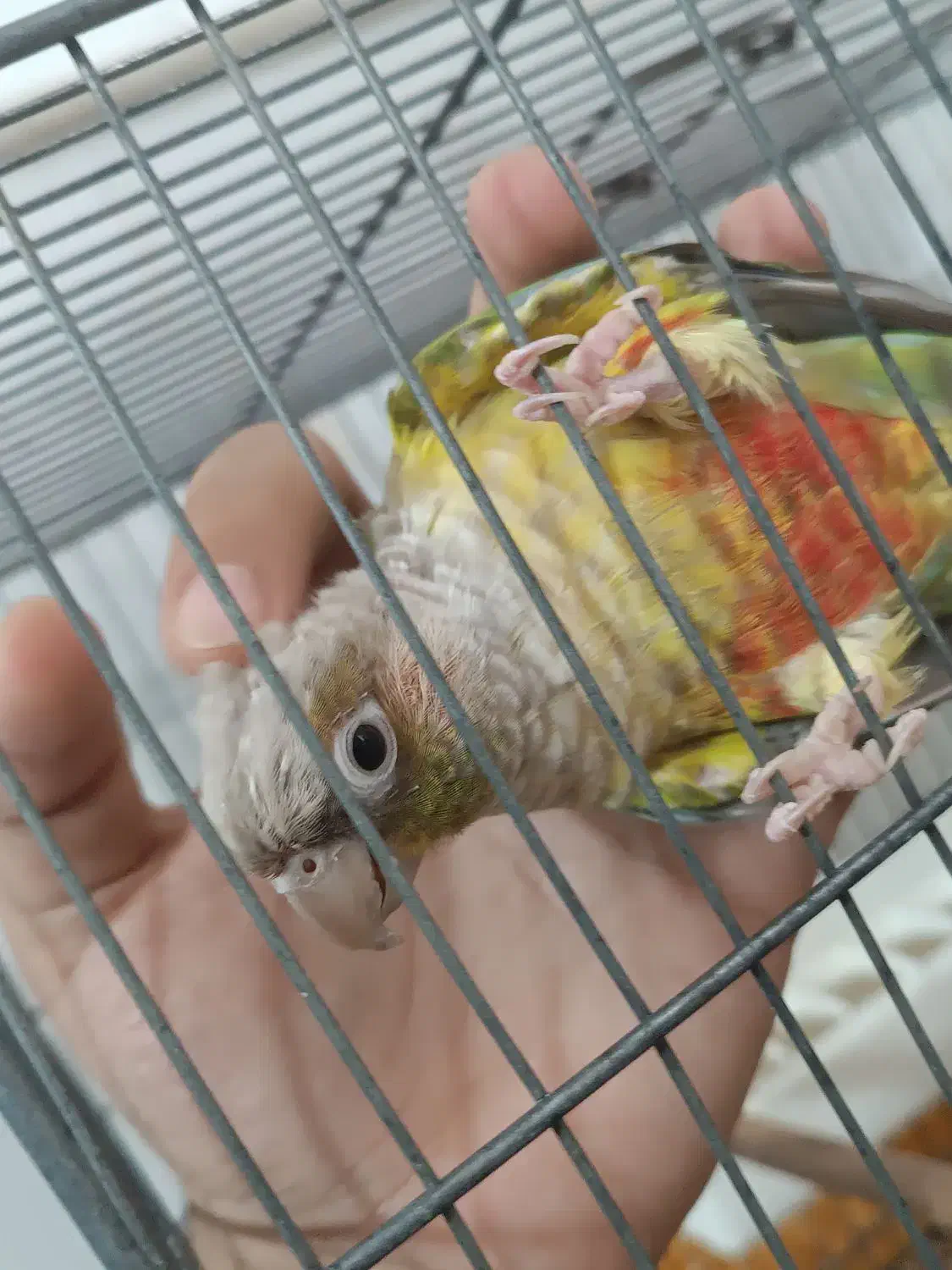 گرینچیک سخنگو دستی|پرنده|قم, نخودی|دیوار