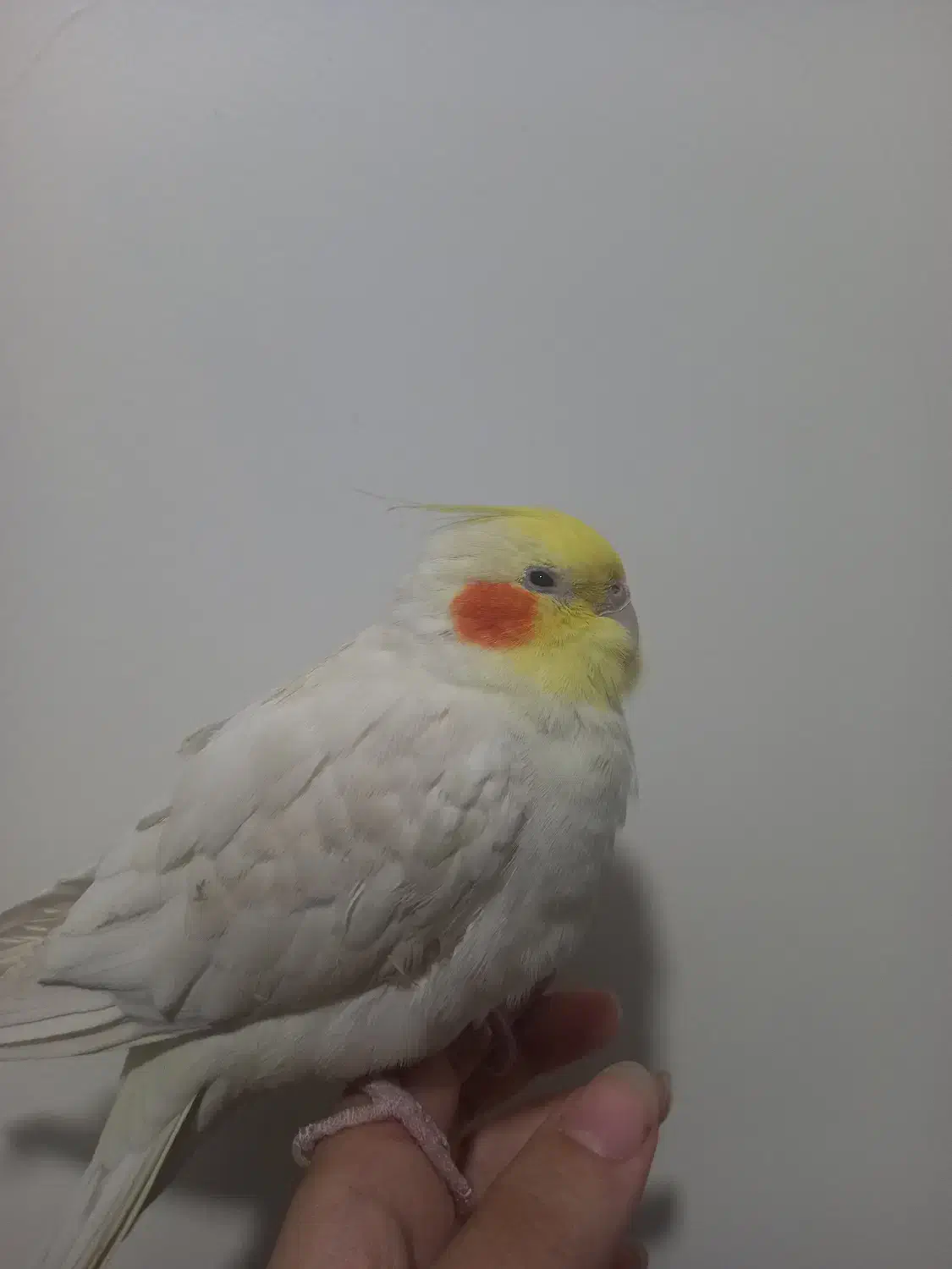 راهنمایی درباره پرنده بیمار|فعالیت داوطلبانه|قم, شهید صیاد شیرازی|دیوار