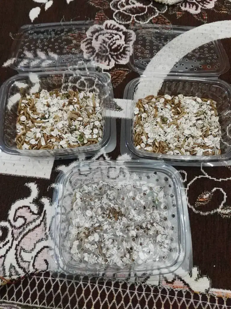 کرم میلورم|خزنده|آبادان, |دیوار