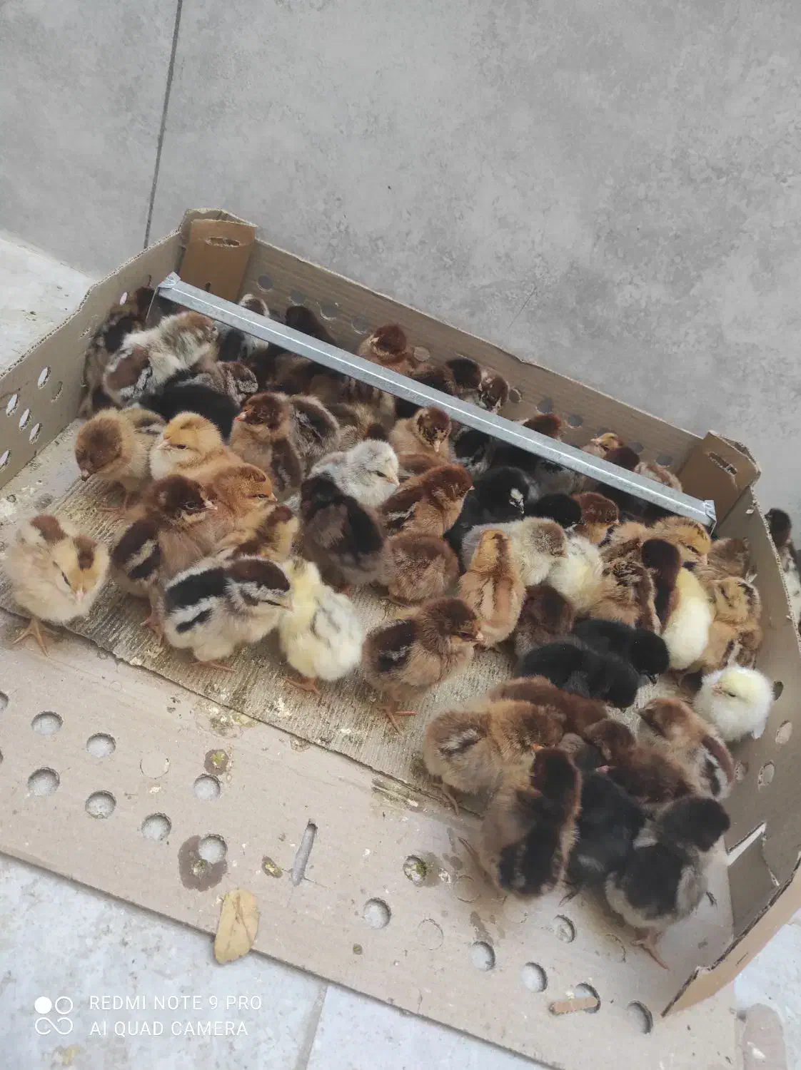 جوجه|حیوانات مزرعه|بندرعباس, |دیوار