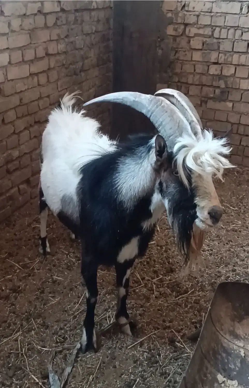 چپیش آلپاین سانن زات دار|حیوانات مزرعه|میبد, |دیوار