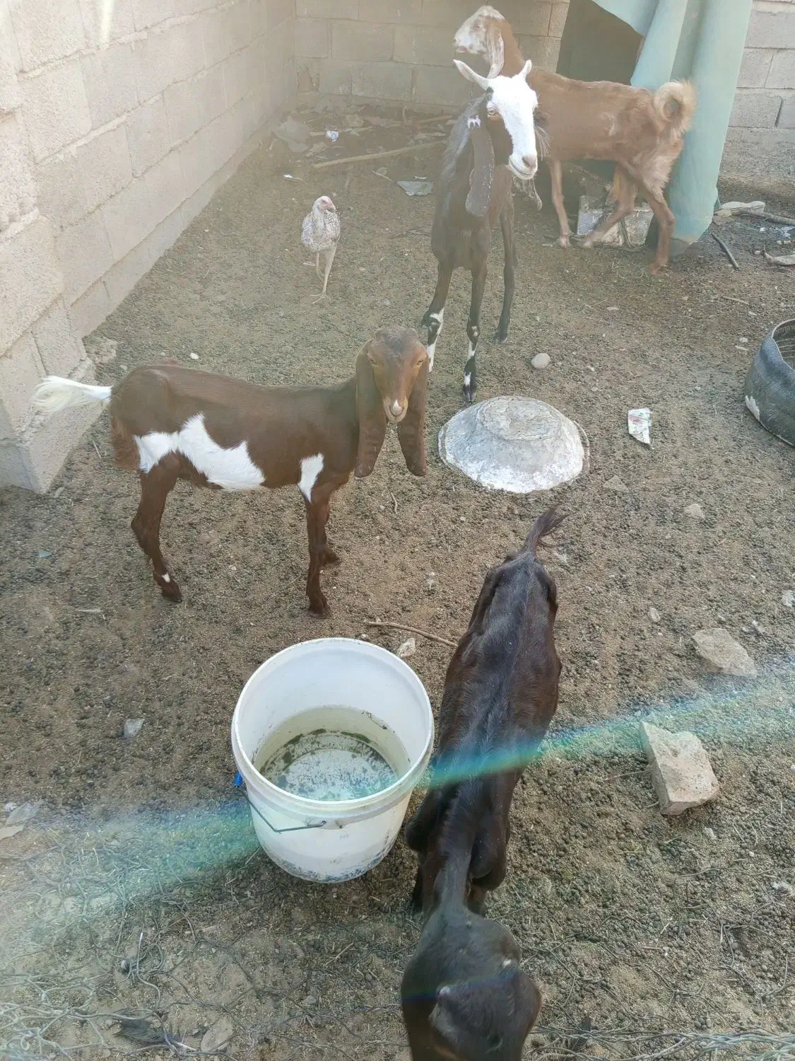 بز فروشی|حیوانات مزرعه|ایرانشهر, |دیوار