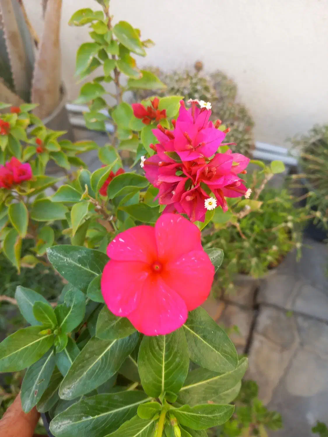 جوجه|پرنده|بندر دیر, |دیوار